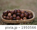 1950566