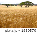 ケニアの大草原 1950570