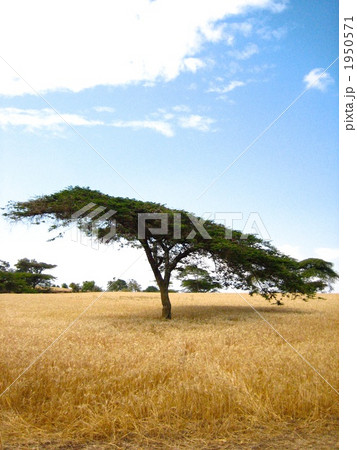 ケニアの大草原 1950571