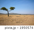 ケニアの大草原 1950574