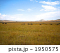 ケニアの大草原 1950575