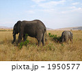 ケニアの親子象 1950577
