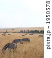 ケニアのシマウマ 1950578