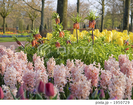 チューリップ　ヒアシンス　フリチラリア　キューケンホフ公園 1950729