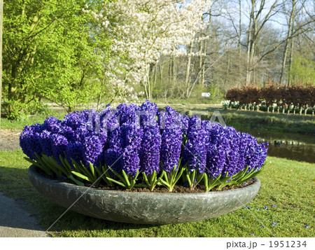 ヒアシンス キューケンホフ公園 ヒアシンス キューケンホフ公園 1951234