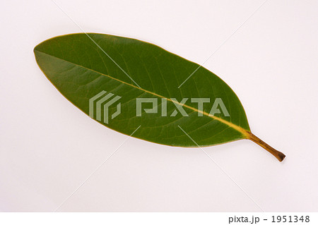 タイサンボクの葉 タイサンボクの葉 1951348
