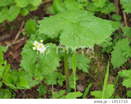 野山の植物・サンカヨウ 1951710