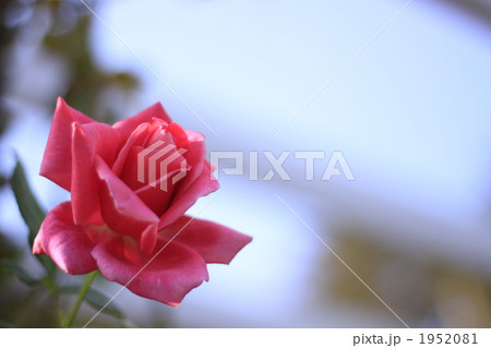 つるばら 1952081