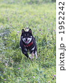 黒柴犬テツくん走る！ 1952242