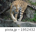 動物園のトラ 1952432