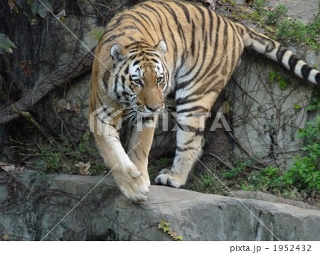 動物園のトラ 1952432