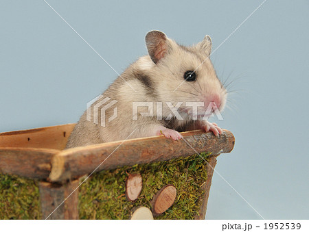 巣箱から覗くハムスター 1952539