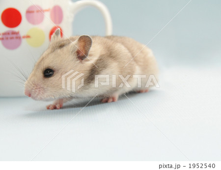 愛くるしいハムスター 1952540