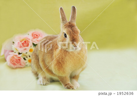 花束とうさぎ 花束とうさぎ 1952636