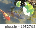 鯉と池 1952708