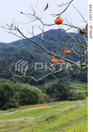 田舎の柿木 田舎の柿木 1952848