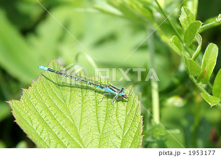 セスジイトトンボ・晩成原生花園 1953177