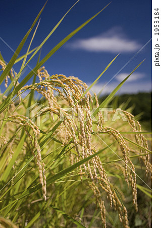 実った稲穂 1953184