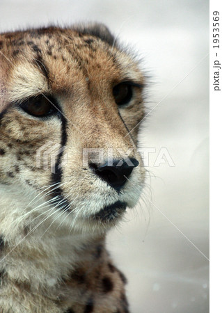 見つめるチーター02 1953569