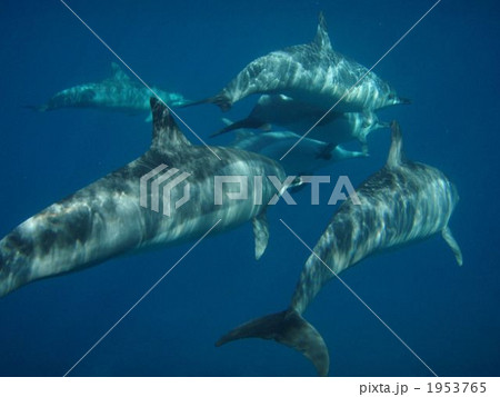 ハシナガ　イルカ 1953765