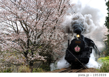 桜と蒸気機関車 桜と蒸気機関車 1953939