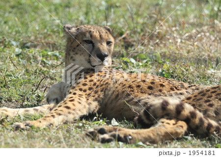 地上最速のハンター 1954181