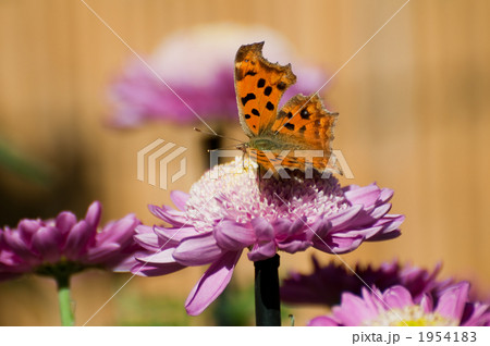 キタテハ 1954183