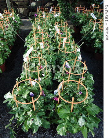 文京区 朝顔ほおずき市 2010年 文京区 朝顔ほおずき市 2010年 1954241