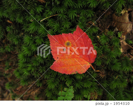 ウリハダカエデの葉 1954310
