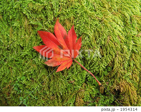 コハウチワカエデの葉 1954314