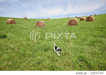 牧草と犬 牧草と犬 1954734