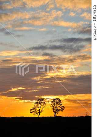 二本の木 夕景 夕空の写真素材