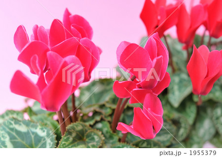 冬の花シクラメン。 1955379