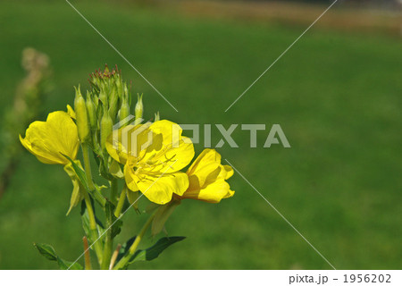 夜の花メマツヨイグサ 夜の花メマツヨイグサ 1956202