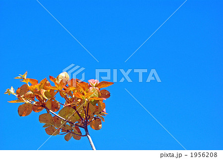 ミツバツツジ紅葉 ミツバツツジ紅葉 1956208