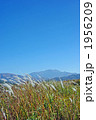 チガヤの白い穂と仙丈ケ岳 1956209