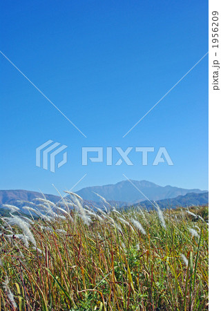 チガヤの白い穂と仙丈ケ岳 チガヤの白い穂と仙丈ケ岳 1956209