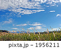 うろこ雲とチガヤの白い穂 1956211