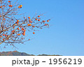 色づく柿の実 1956219
