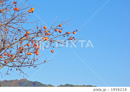 色づく柿の実 色づく柿の実 1956219