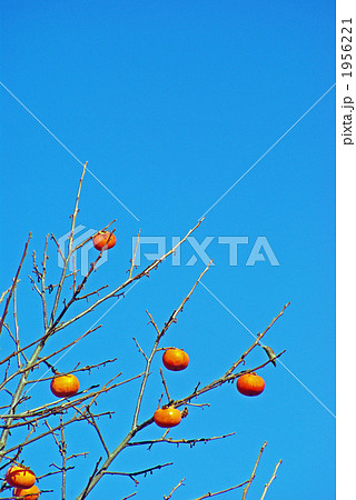 色づく柿の実 色づく柿の実 1956221