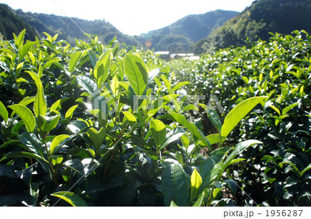 茶畑 茶畑 1956287