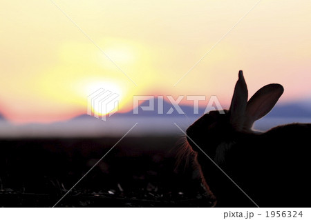 夕暮れのうさぎ 夕暮れのうさぎ 1956324