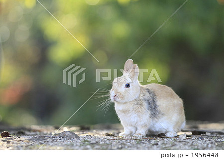 秋のうさぎ 1956448