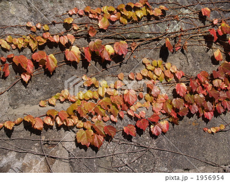 紅葉した蔦 紅葉した蔦 1956954