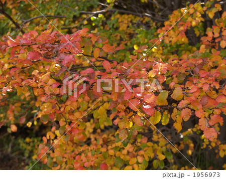 南極ブナの紅葉 1956973