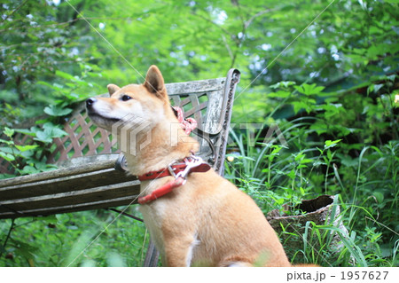 犬の横顔 犬の横顔 1957627