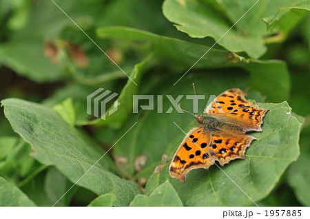 秋のタテハチョウ　～キタテハ～ 1957885