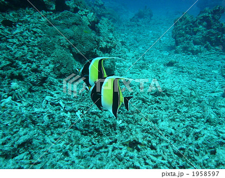 ツノダシ　ペア 1958597