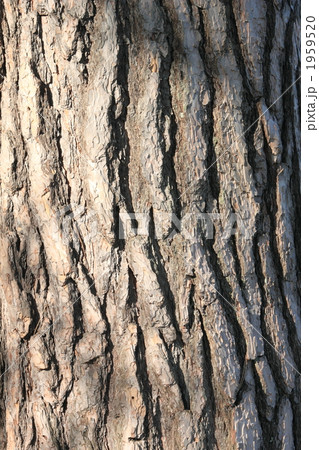 アカマツ樹皮 アカマツ樹皮 1959520